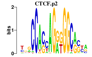 CTCF.p2 logo