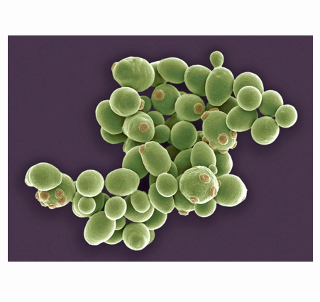Saccharomyces cerevisiae picture